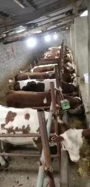 威宁县西门达尔，杂交牛，土黄牛