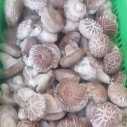 邢台鲜香菇  产地直销  一手货源  批发商 电商 加工厂货源优