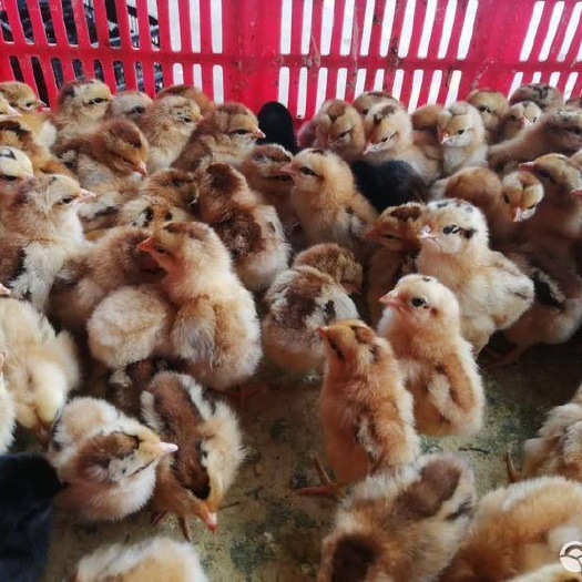 南宁脱温灵山土鸡苗
