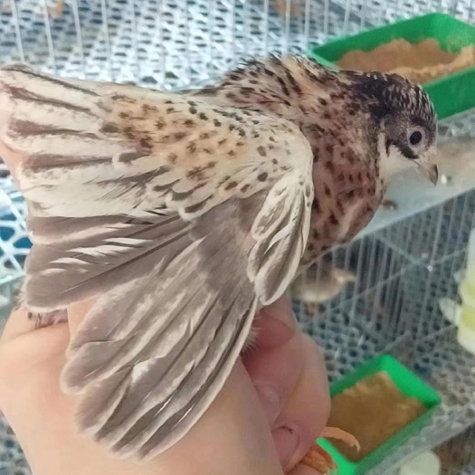 铜川小雷芦丁鸡蛋