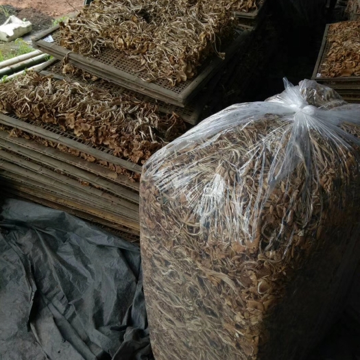古田县特产茶树菇