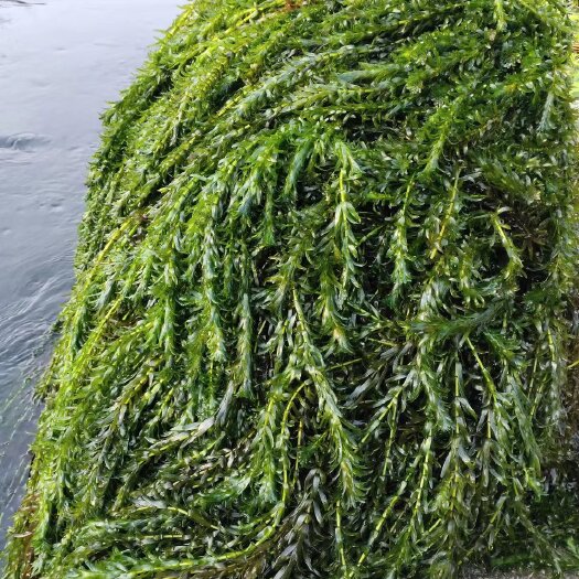 桂林黑叶轮藻食用遮暇吸氧