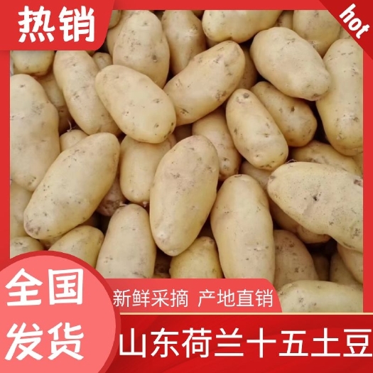 山东土豆荷兰十五大量供应产地一手货源