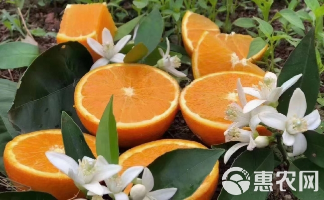 夏橙…脐橙产地大量批发……口味甜水份足！保质保量