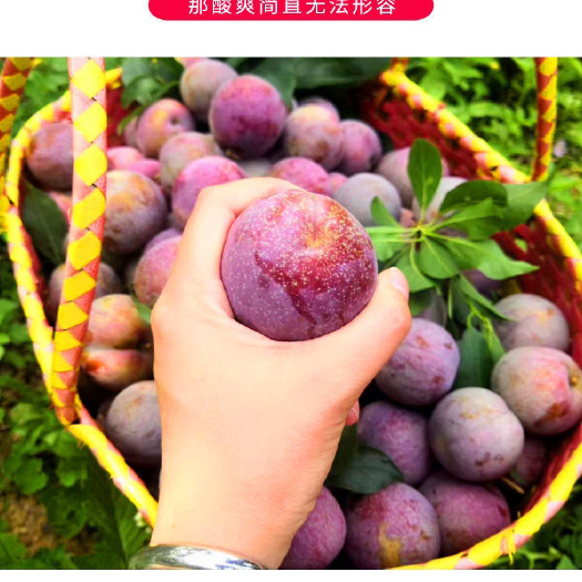 三华李，甜脆爽口
