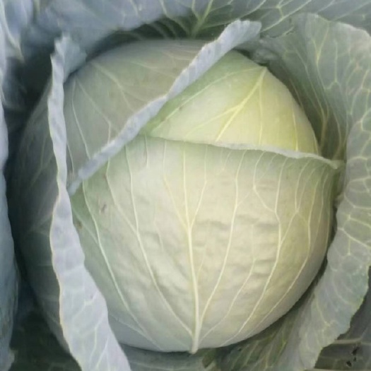 西华县平头包菜，无病虫害，量大，可供加工厂