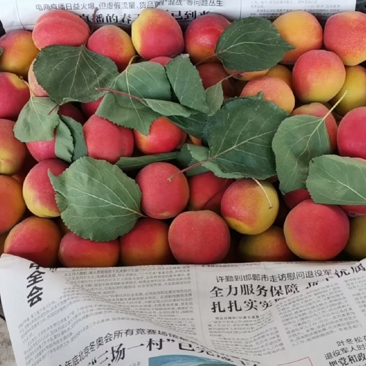 易县串枝红杏，大量上市