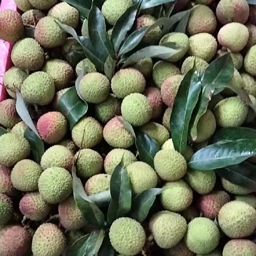 荔枝 妃子笑 桂味 白糖罂