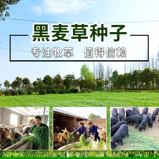 沭阳县黑麦草种籽子种四季多年生耐寒牧草种子畜牧养殖草种鸡鸭牛羊鱼草