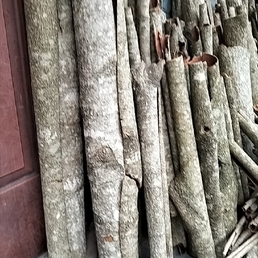 镇坪县厚朴