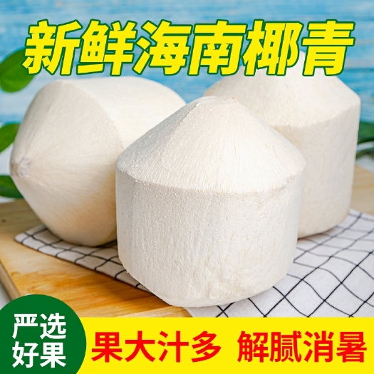 海南老树新鲜椰子 当日采摘个大现发货 热带风味