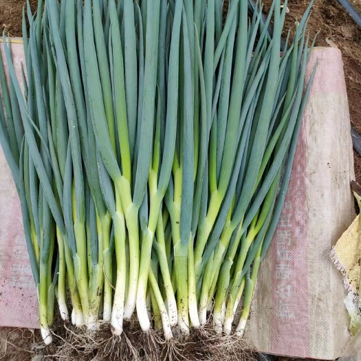 公主岭市精品小香葱大量上市中产地直发质量好一点黄尖没有