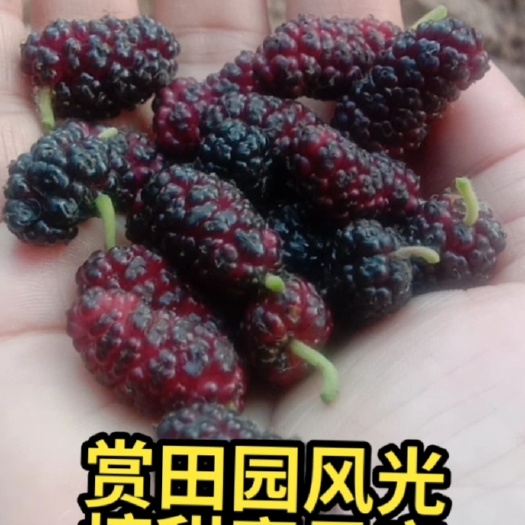 天津桑葚子