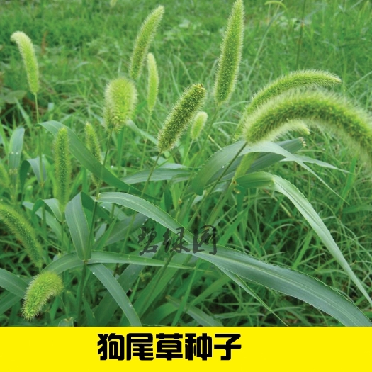 沭阳县狗尾草种子旱地常见牧草杂草种子观赏型护坡狗尾巴草种籽芮草种子