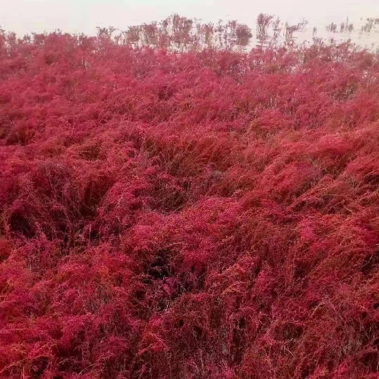 碱蓬草种子红色翅碱蓬卤蓬土壤改善沙荒地绿化耐盐碱治理土壤改良