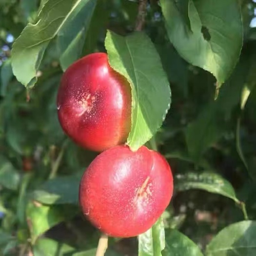 山东蒙阴县纽扣油蟠桃  金钱油蟠 明月油蟠