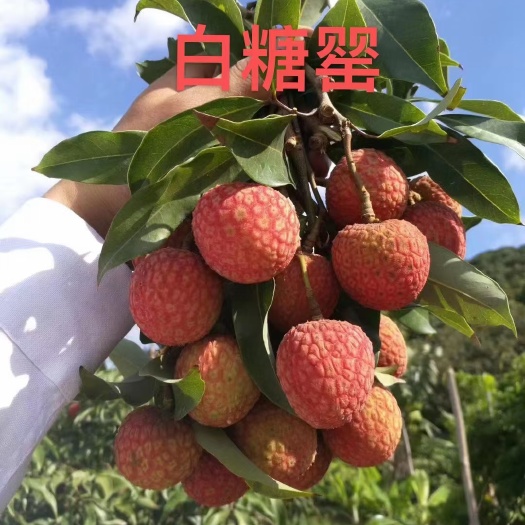 高州市现货白糖罂荔枝5斤桂花香味道，空运整箱包邮