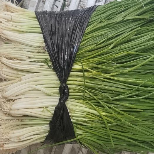 上海无蓝粉香葱，量大价优