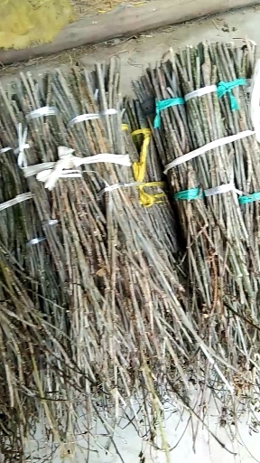 阳信县金蝉白蜡卵枝孵化条