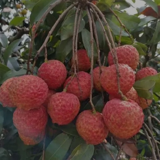 东莞市糯米糍荔枝