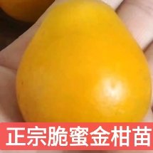 融安县脆蜜金柑苗，广西原产地发货品种纯正，裸根苗杯苗假一赔十。