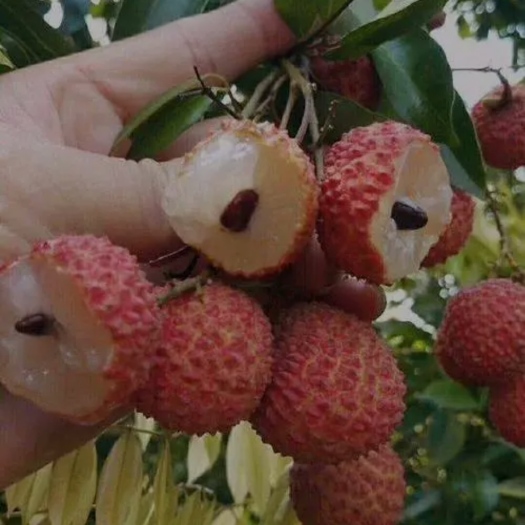 东莞市桂味