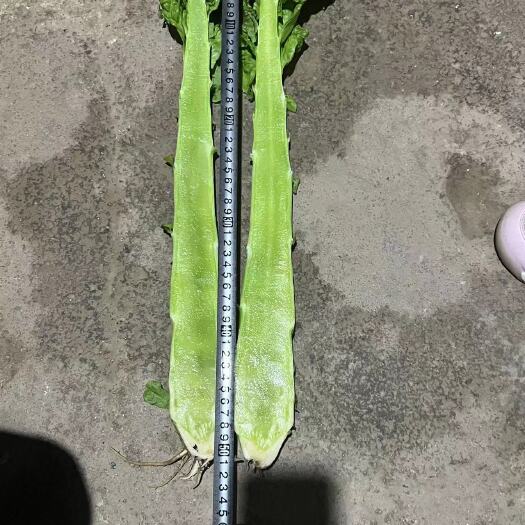 定西红叶莴笋