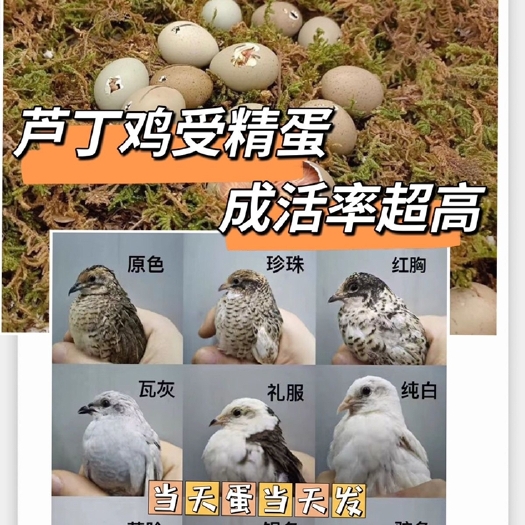 余姚市芦丁卢丁鸡受精可孵化蛋 种蛋受精蛋活苗全色系宠物观赏鸡。