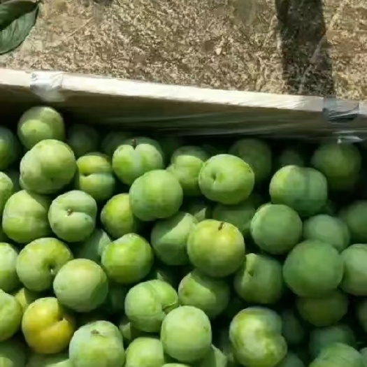 镇宁县六马清脆李