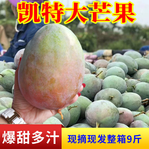 华坪县新鲜凯特芒果大青芒玉芒果水果芒果批发5斤/9斤整箱批发