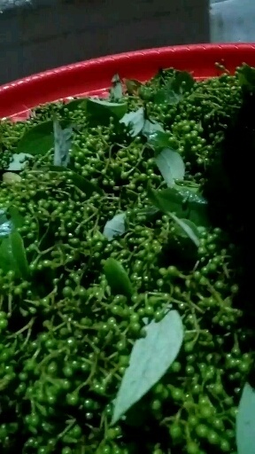 黎平县山胡椒 木姜子，山姜子，有四年做鲜货的经验，贵州高坡天然生长