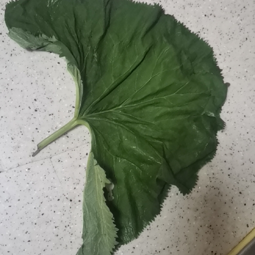 新宾县批发马蹄叶量大