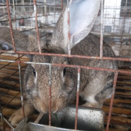 湖南湖北江西兔子养殖肉兔养殖长年收购包技术提供饲料兔子行情