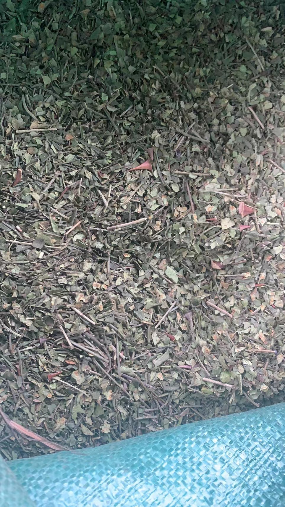 重庆花椒叶，细枝