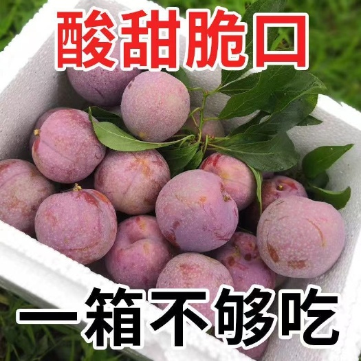 赣南红心三华李，应季水果