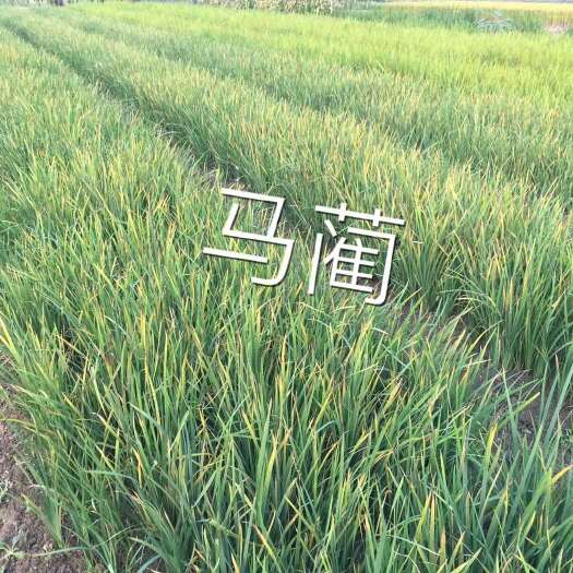杭州马蔺马莲马兰地苗裸根色块小苗