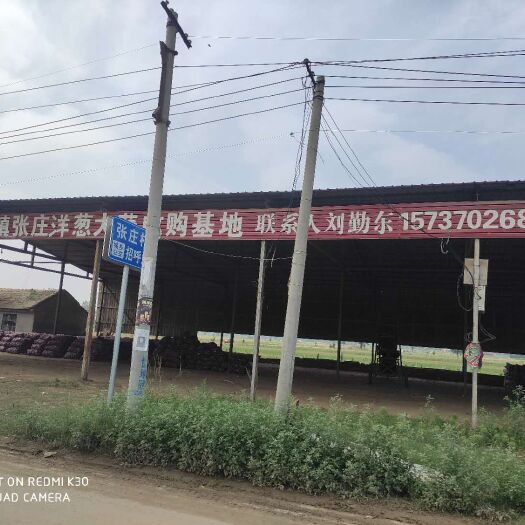 宁陵县二红洋葱 80  千亩种植基地，需要请联系