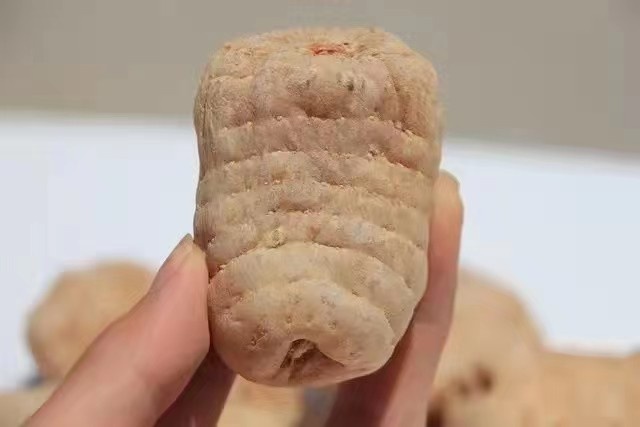 云南昭通小草坝天麻