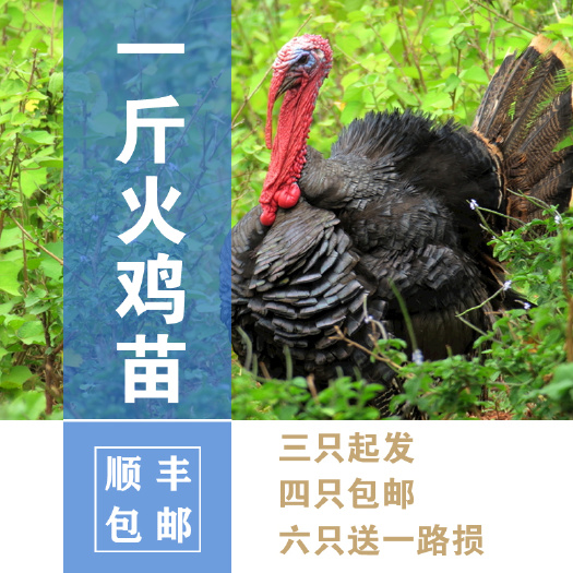 南宁火鸡苗青铜火鸡贝蒂娜火鸡苗半大脱温