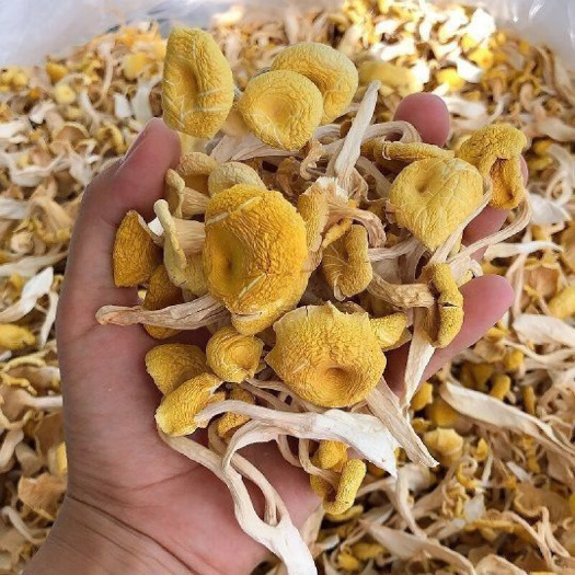 海林市東北榆黃蘑，一等貨，一手貨源，一件代發(fā)