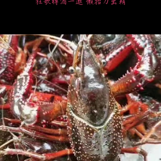 泗洪县小龙虾批发