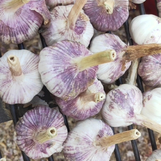 济南大青稞蒜种  商河白桥  大蒜