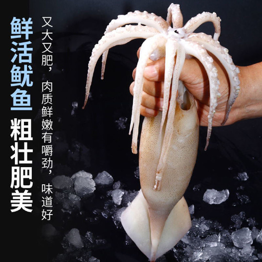 连云港连云港海捕大鱿鱼去皮去内脏鲜活速冻发货烧烤家常做法好吃粱尚丰