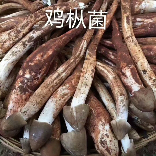 南华县野生菌各种鲜货干货