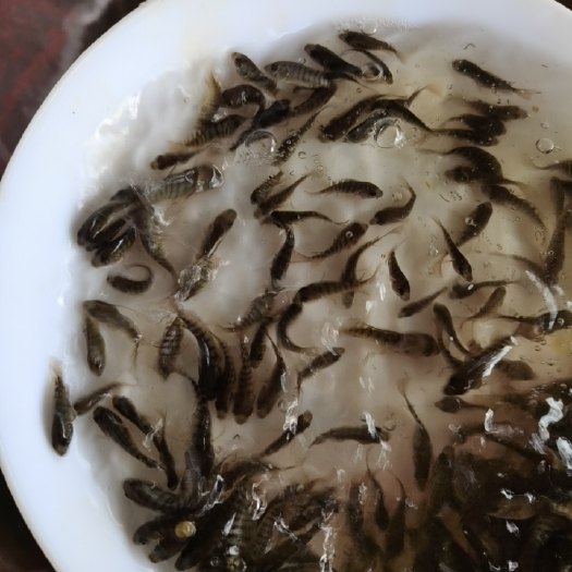 博罗县海南一号罗非鱼苗