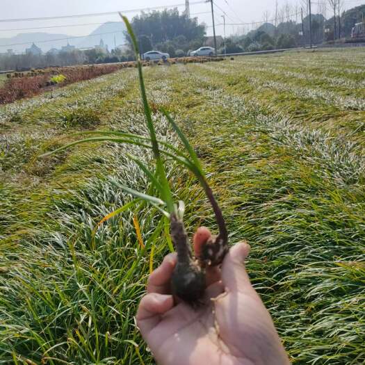 杭州韭兰地苗韭莲菖蒲莲种球种苗