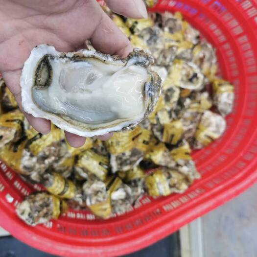 成都各种规格生蚝