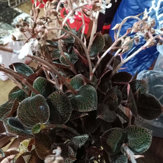 南靖县林下种植金线莲开花鲜品