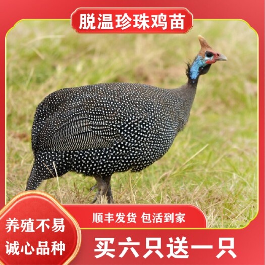 南宁珍珠鸡苗 青年鸡 脱温鸡