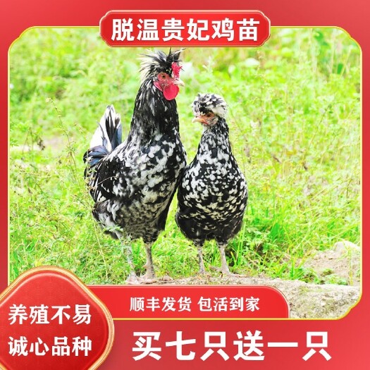 南宁贵妃鸡苗 贵妇鸡苗 半大脱温苗
